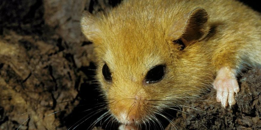Porträt einer Maus