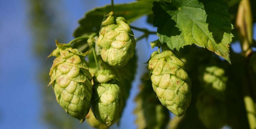 Hops